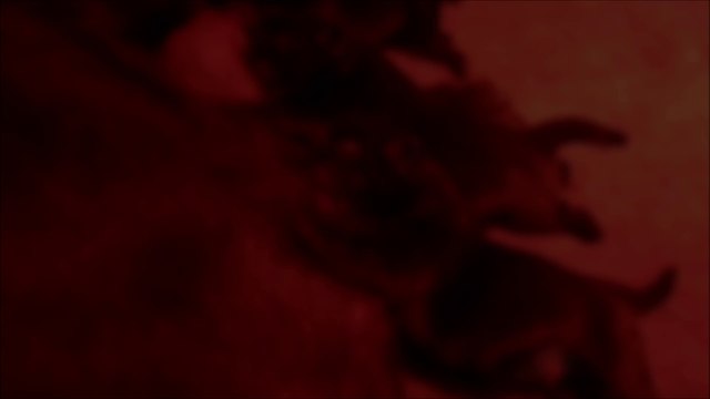 Naissances à l'élevage des Petits Guerriers Tang