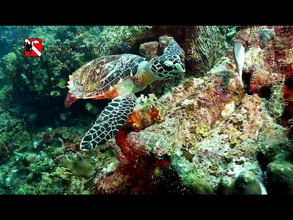 Explore Klein Bonaire