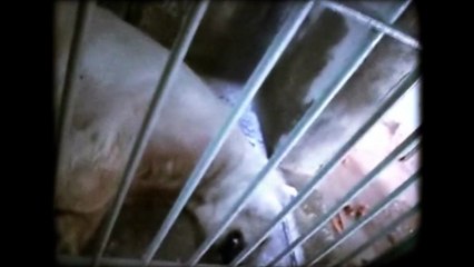 Arturo, dernier ours polaire en captivité en Argentine, est mort