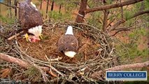 Berry College Eagles, 3.02.2016, 11:23.  Martha was so hungry !