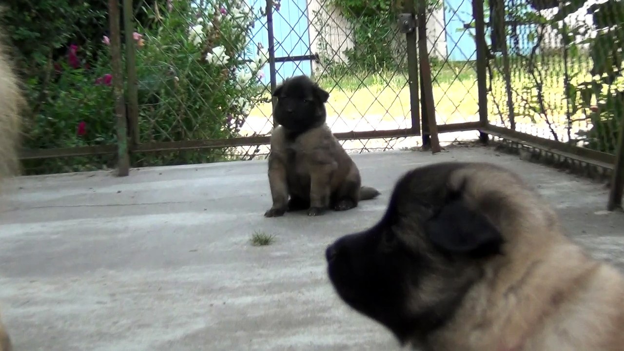 Portée M  Les filles: 27 jours - Soirée récré en famille