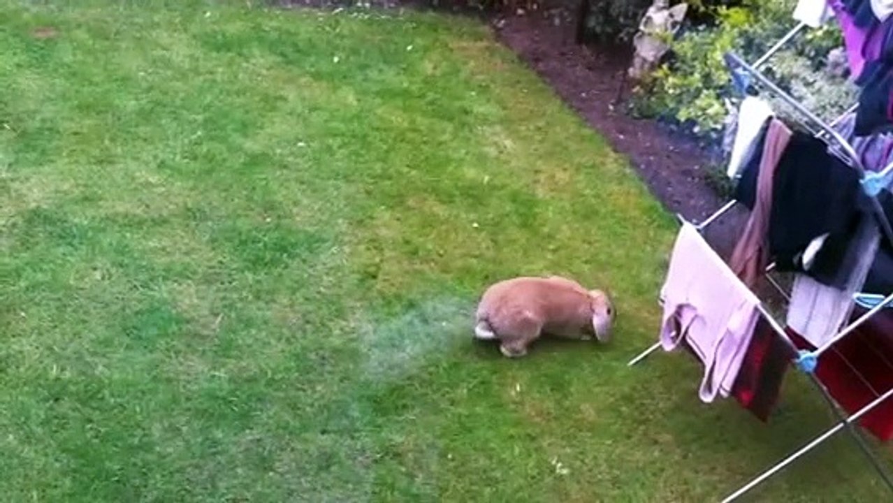 Cat & Mouse (Rabbit)  part 2