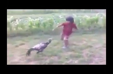 Kid fights a cock(funny) :D