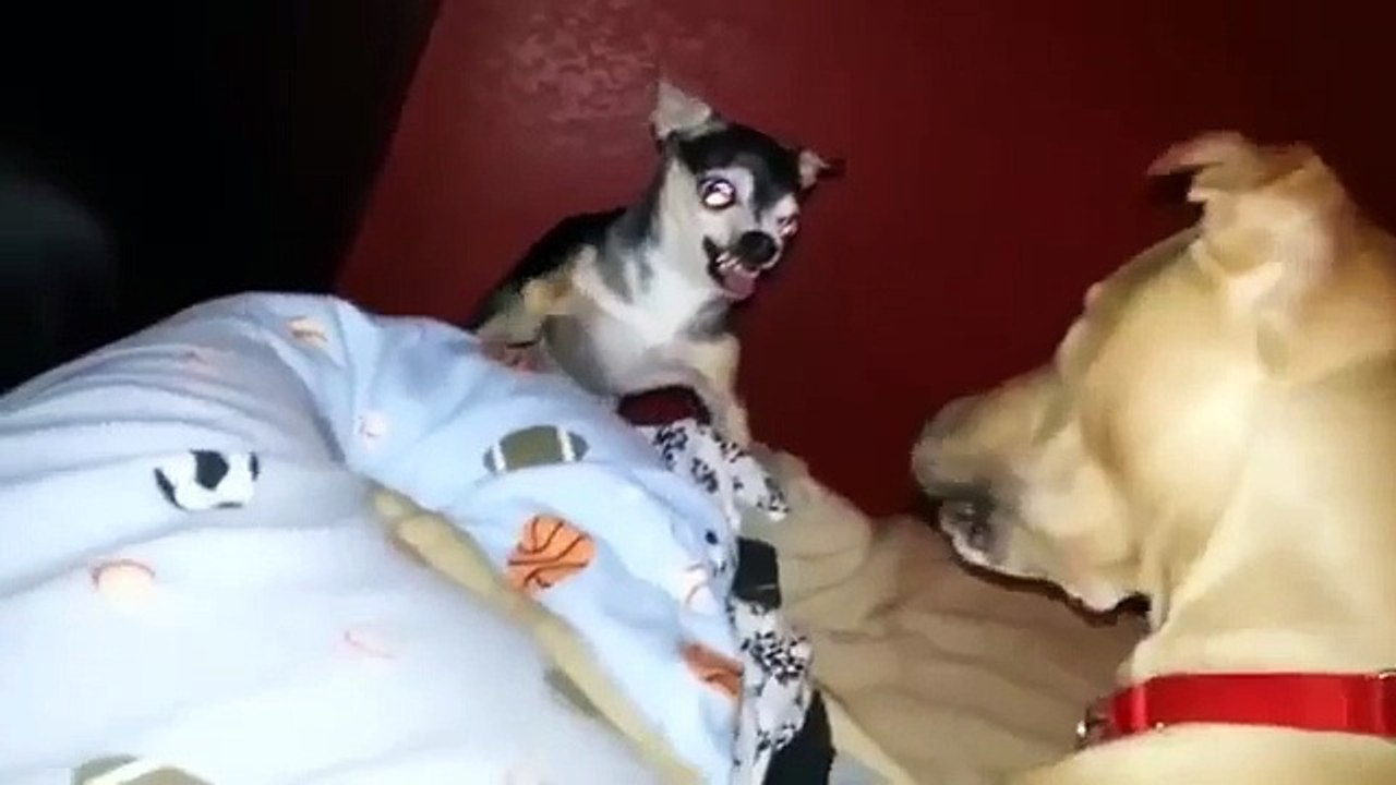 Le petit chien contre le gros chien