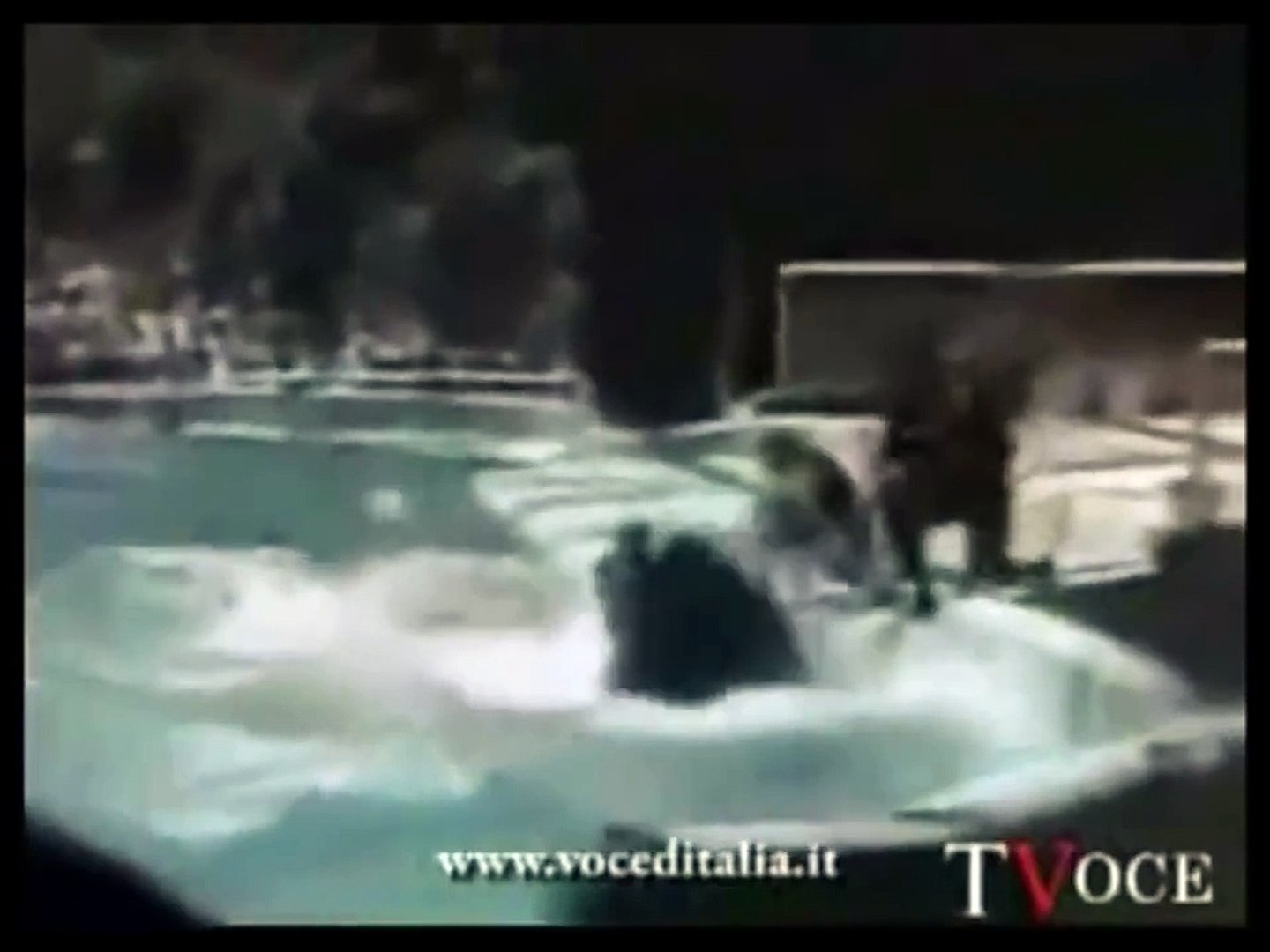 38+ Dawn Brancheau Muerte Video Gif