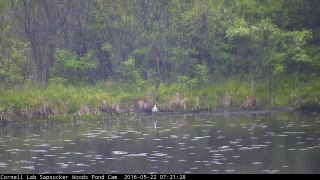 Video 2016 05 22 072100 GBH CATCHES SMALL FISH GOES TO SHORE QUICKLY WALKS BANK