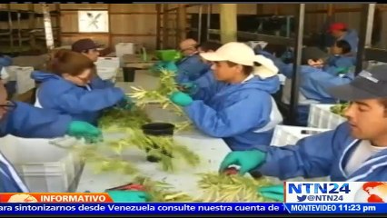 Definen la manera en la que la marihuana será vendida legalmente en las farmacias de Uruguay