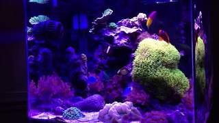 25 gallon reef with refugium