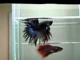 { Sold out } Betta Splendens : (0310-23) Black orchid CTM.mp4