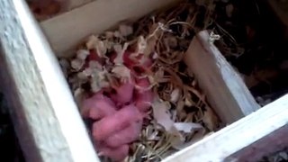 Hamster Accouche de 9 bébé  Grace La Maman ) 25 01 2013 3