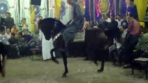 بدر شتيوى - رقص خيل عربي  20