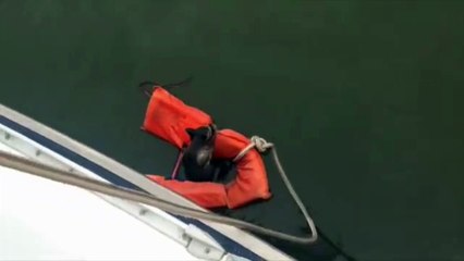 Sauvetage d'un raton laveur qui risque de se noyer