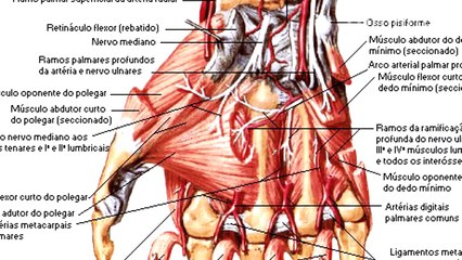 5 Pessoas que Re-Implantaram partes do Corpo