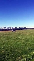 Elle insulte son cheval après une chute ...