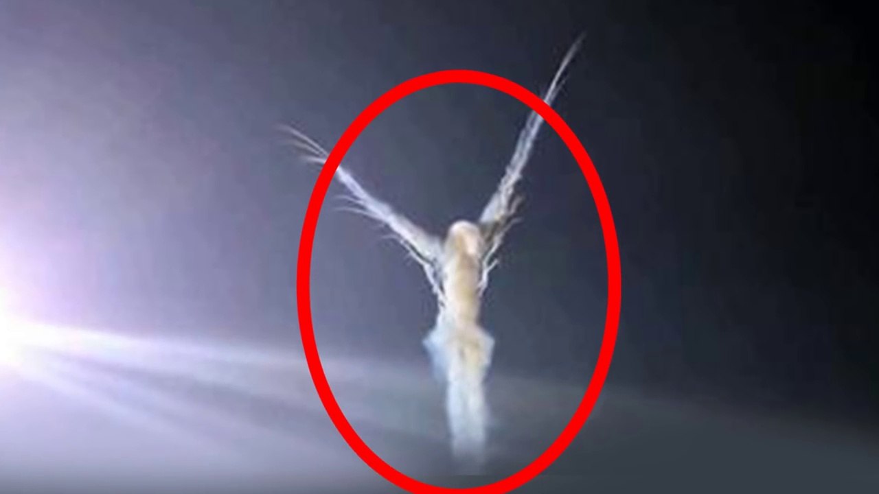 5 Angels Caught On Camera Flying n Spotted In Real Life!