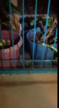 Cette poule défend ses oeufs contre un serpent affamé