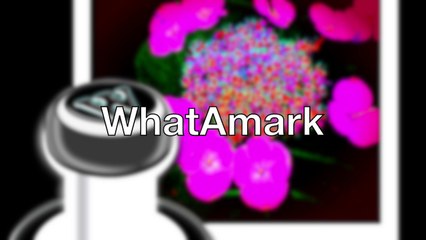 Protect Your Photos Easily with WhatAMark Watermark & Compressor 🖼️