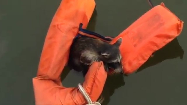 Ils lancent un gilet de sauvetage a un raton laveur qui est en train de se noyer