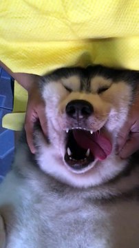 Massage Thai pour ce husky trop content