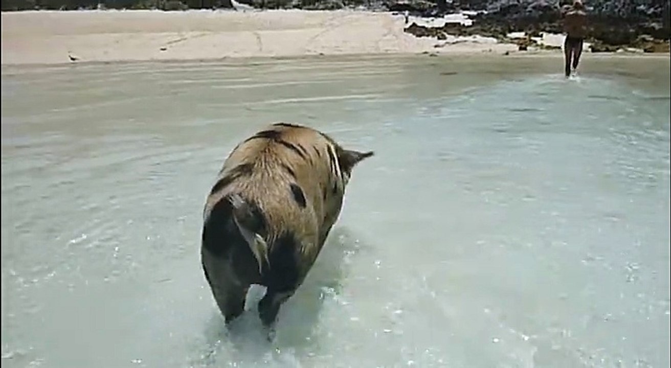 Des cochons sauvages prennent leur pied en vacances sur la plage
