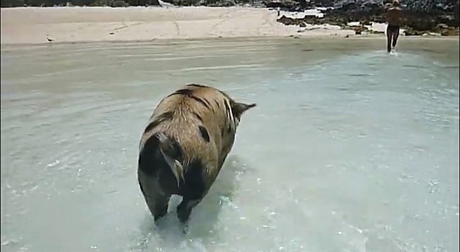 Des cochons sauvages prennent leur pied en vacances sur la plage