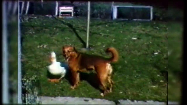 Amitiés improbables d'animaux mignons