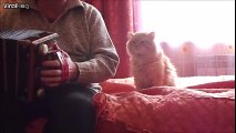 Ce chat adore l'accordéon