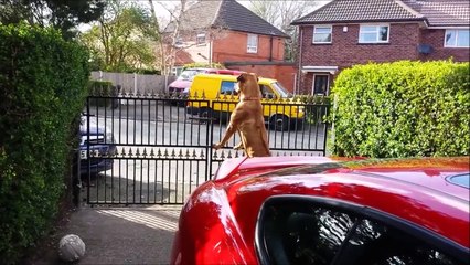 Quand ton chien a vraiment envie d'une glace...