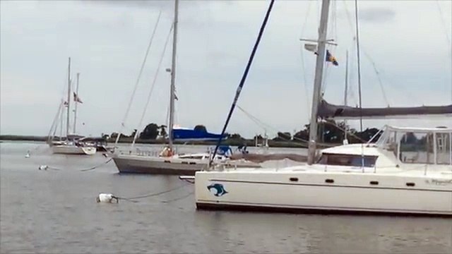 Sauvetage émouvant d'un raton laveur proche de la noyade !