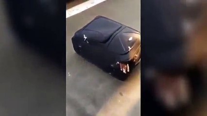 Des policiers surprennent un migrant caché dans une petite valise: la vidéo hallucinante