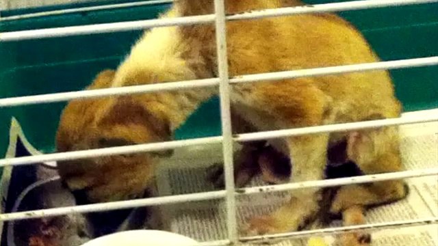 Adottano Un Cane Malato Per Farlo Morire In Pace. Tre Anni Dopo? Un Miracolo!