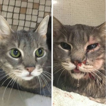 Nino, le chat maltraité qui a reçu 23 000€ de dons des internautes