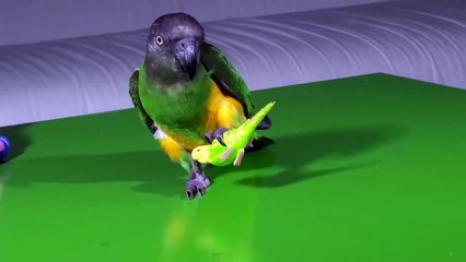 Akıl küpü papağan