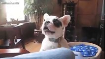 Most Funny Dog Barking Videos Compilation