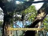 Last 23 Hainan gibbons struggle to survive