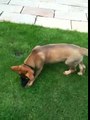 Sable German shepherd puppy at 10 weeks