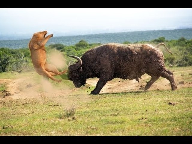 Lion Fight, Buffalo !! - video Dailymotion