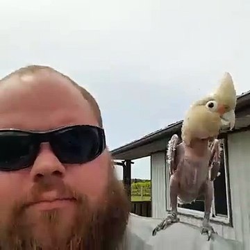 Un perroquet maltraité puis soigné a perdu toutes ses plumes mais danse comme un fou