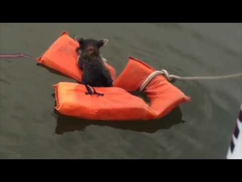 Baby Raccoon Rescued From Water Using Floating Devices