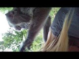 Caring Monkey Delicately Inspects and Cleans Owner