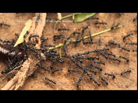 Ants Use Teamwork to Drag Giant Millipede Over Branch