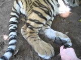 Tiny Tiger Cub Has Very Ticklish Paws