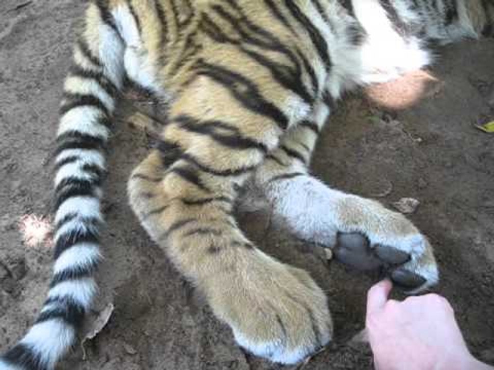 Tiny Tiger Cub Has Very Ticklish Paws