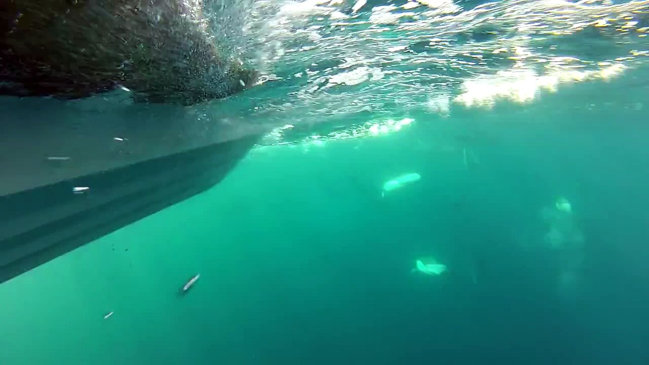 Lovely common dolphins underwater 2, Azores