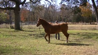 Blazer in Horse Training part 2