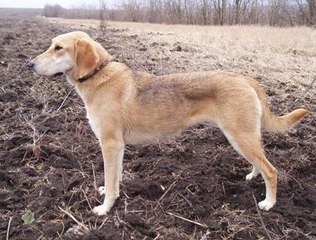 ОХОТА С ГОНЧИМИ НА КОСУЛЮ