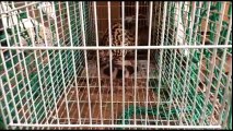 Polícia captura e devolve jaguatirica ao seu habitat