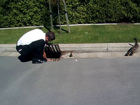 Aider des poussins à sortir d'une bouche d'égouts... oohhhh