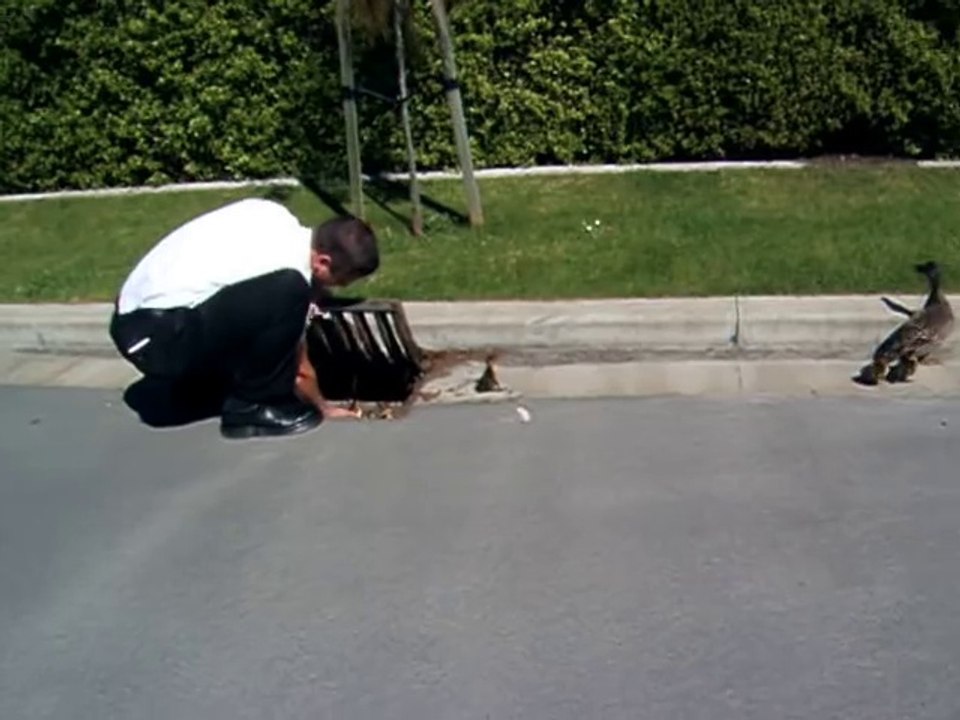 Aider des poussins à sortir d'une bouche d'égouts... oohhhh