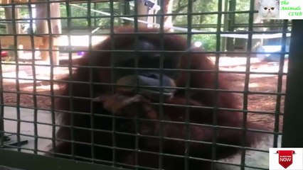The Orangutan has NO ARMS - But she has the sweetest boyfriend who helps her get around.
